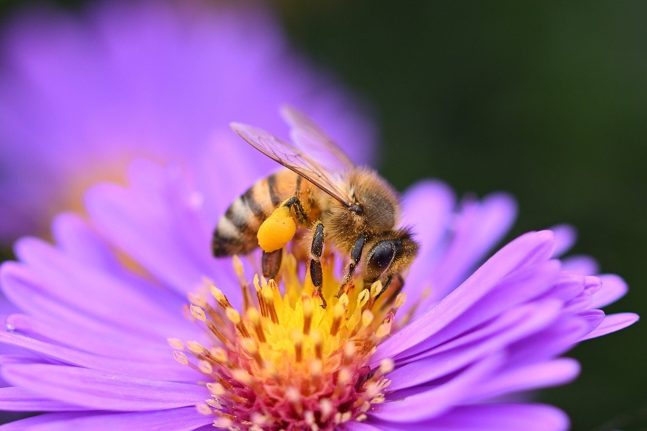 Walka o przetrwanie pszczół miodnych na Wyspach Brytyjskich
