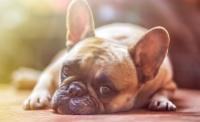 Advantages and Features of French Bulldogs